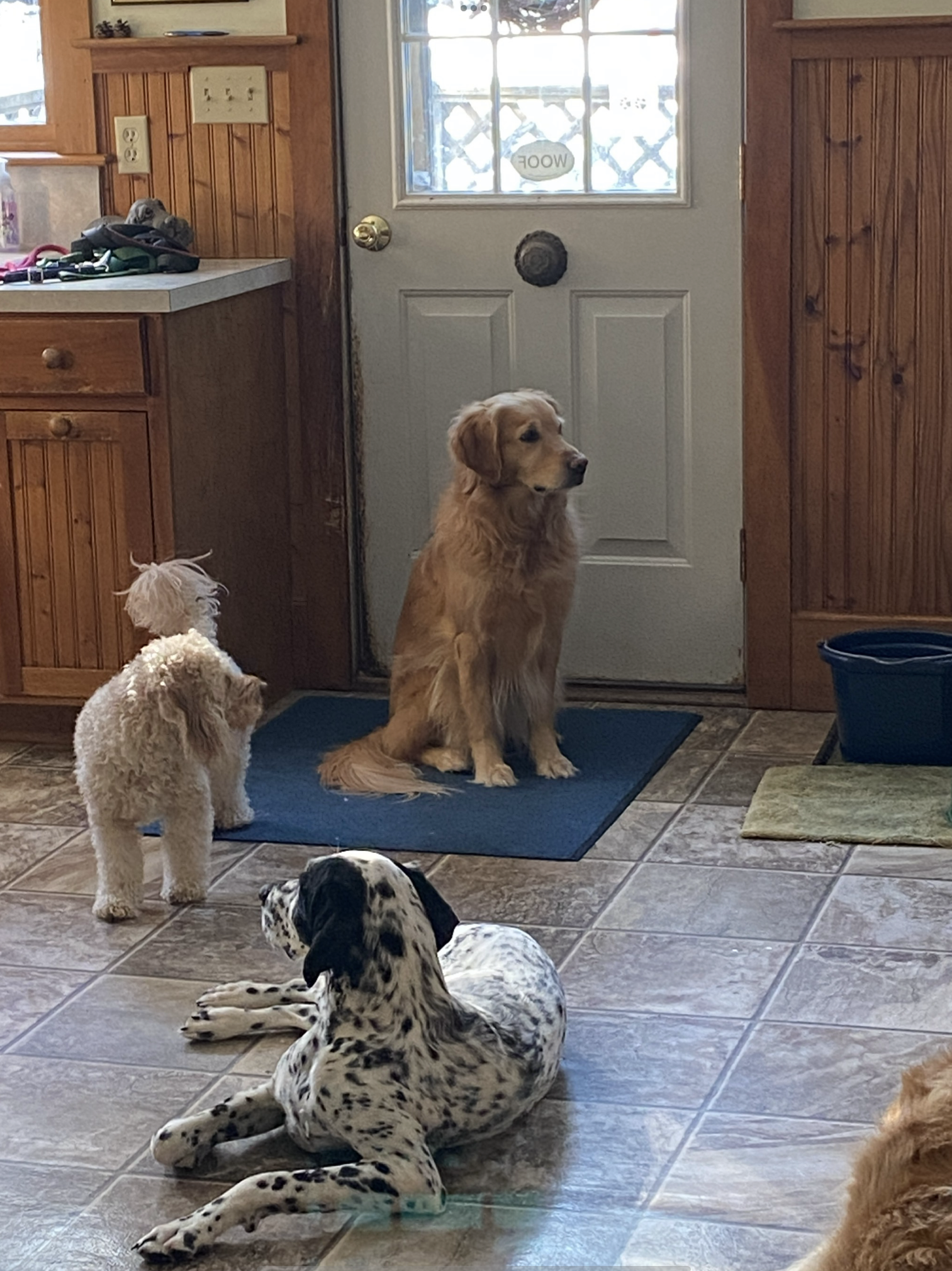 Dogs enjoying care at our facility