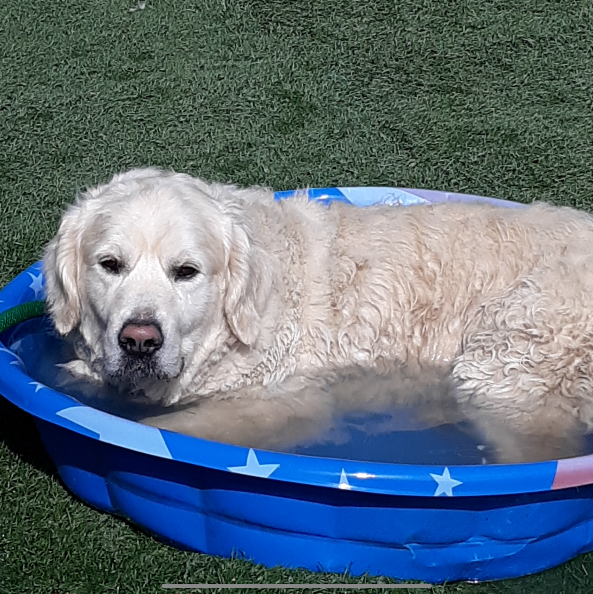 Dogs at the facility
