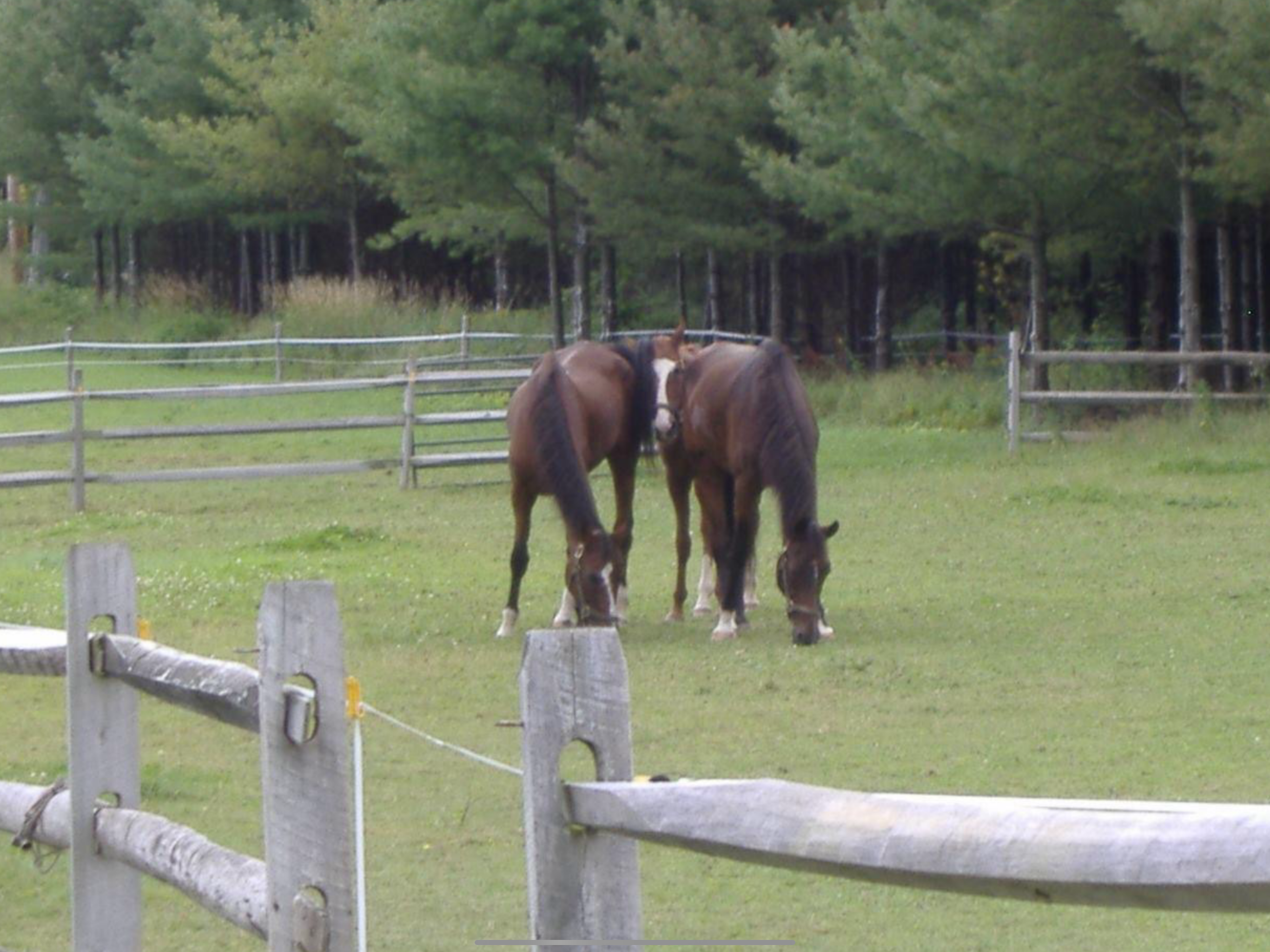 Dog enjoying outdoor time