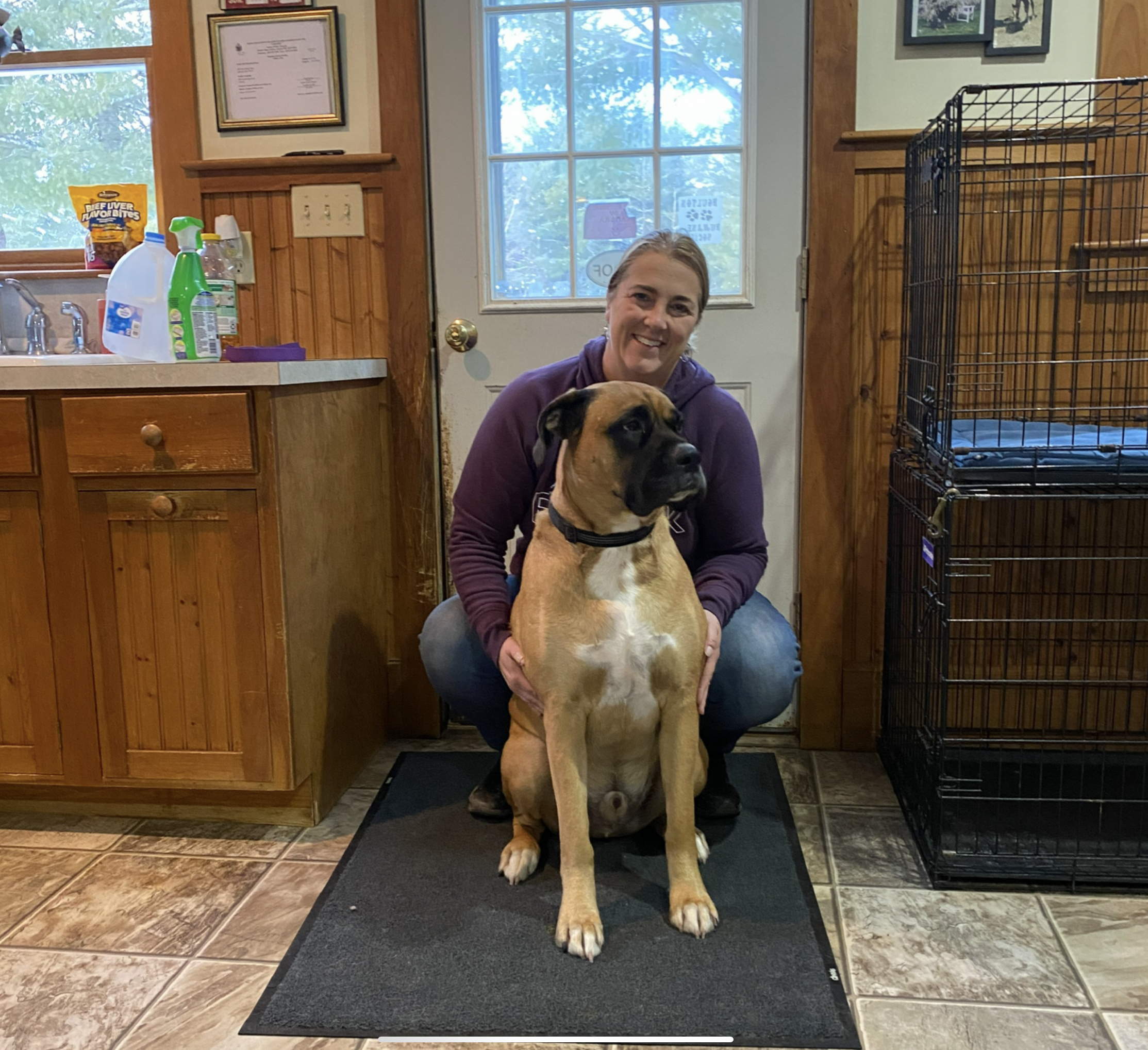 Dogs playing together