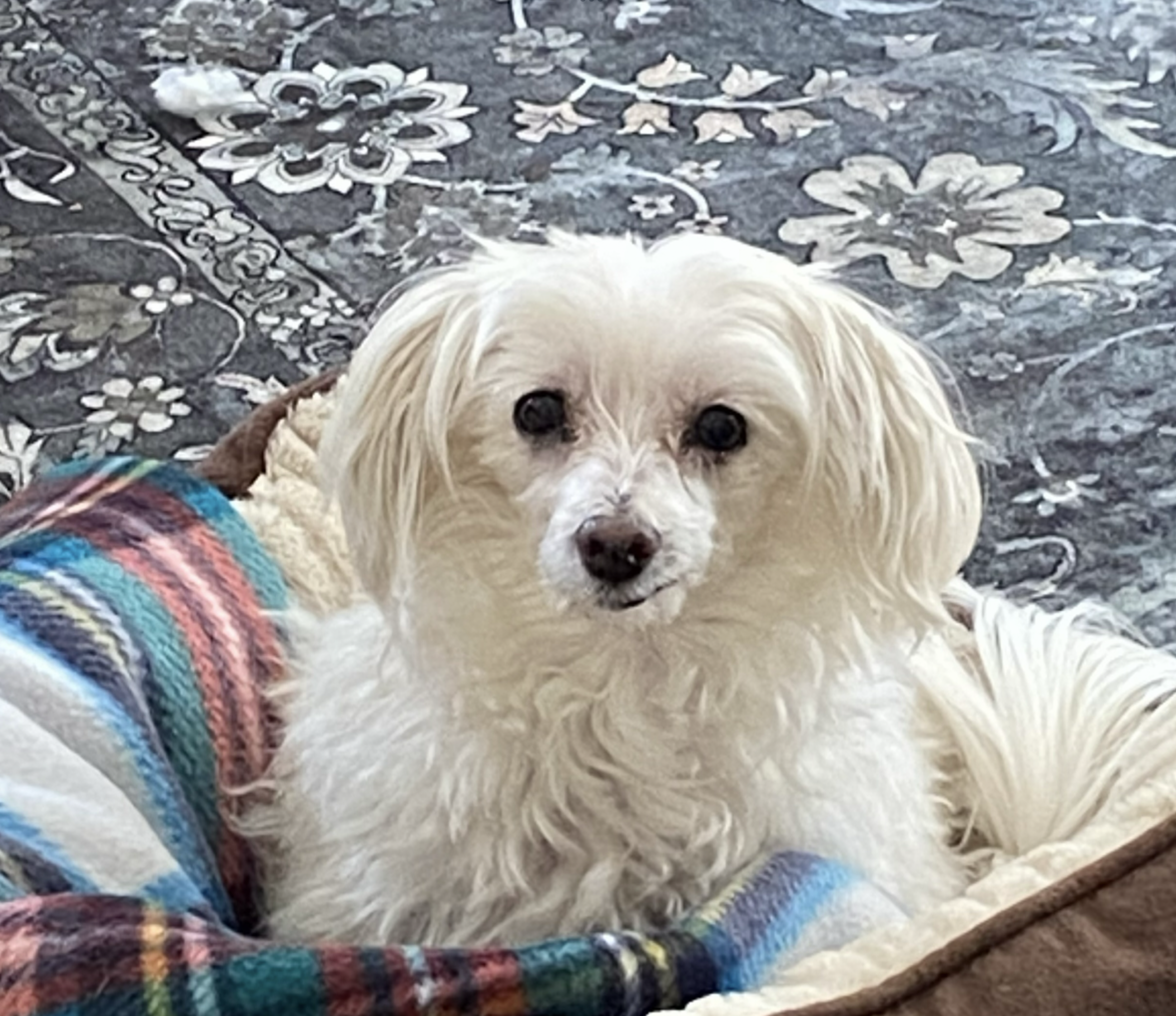 Dogs in a safe environment