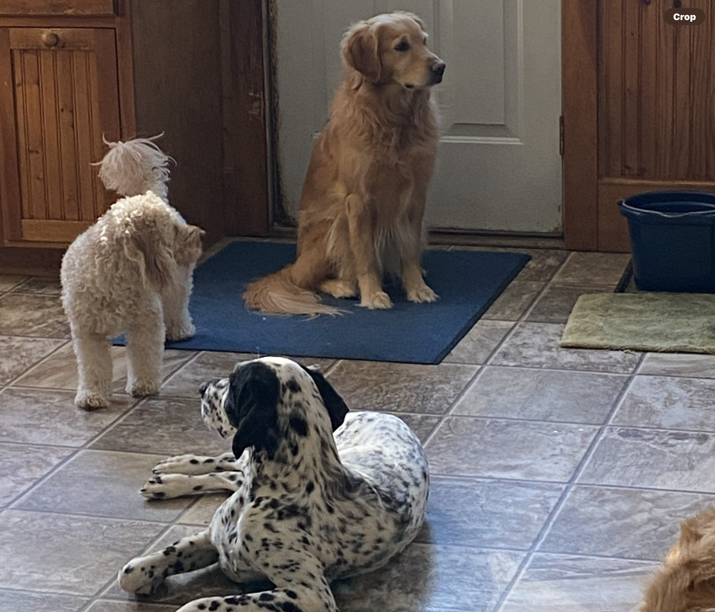Happy dogs at Lucky Dog Boarding House